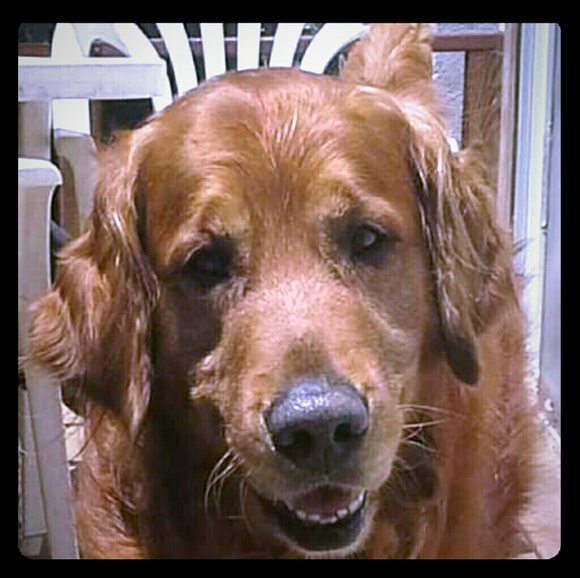 Meet your Posher, Lori, Buddy, & now Henri’s mom & Miss Teddi too! ❤️ - Picture 1 of 5